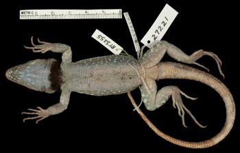 Media type: image;   Herpetology R-174613   shows cataloged_item R-174163 Aspect: ventral
